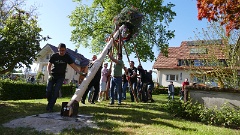 2026-04 Maibaum stellen Unterentersbach (6)